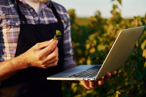 Quality control by using laptop. Senior stylish man with grey hair and beard on the agricultural field with harvest.